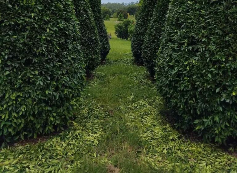 Vegetation Management Project