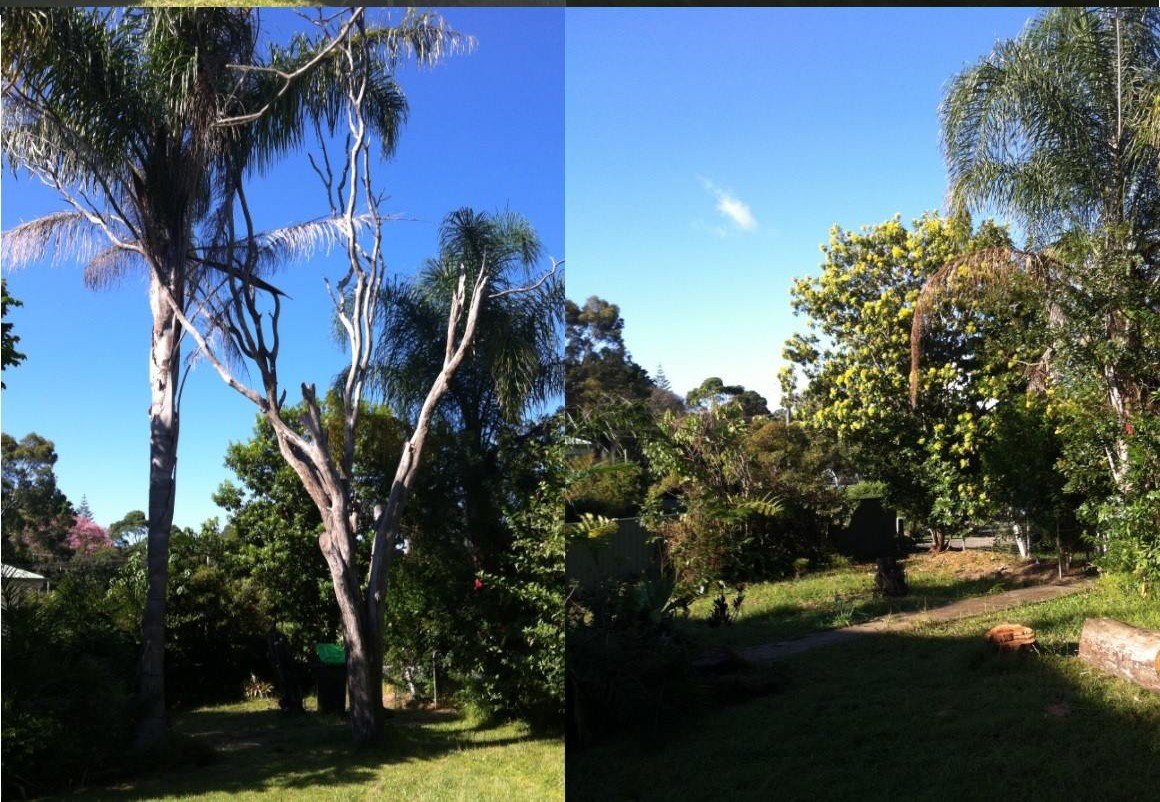 Vegetation Management - Tree Pruning & Removal