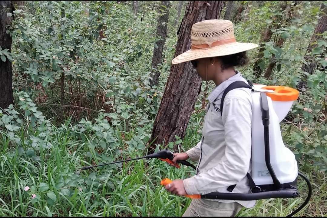 Forest Management - Habitat Monitoring & Bush Regeneration